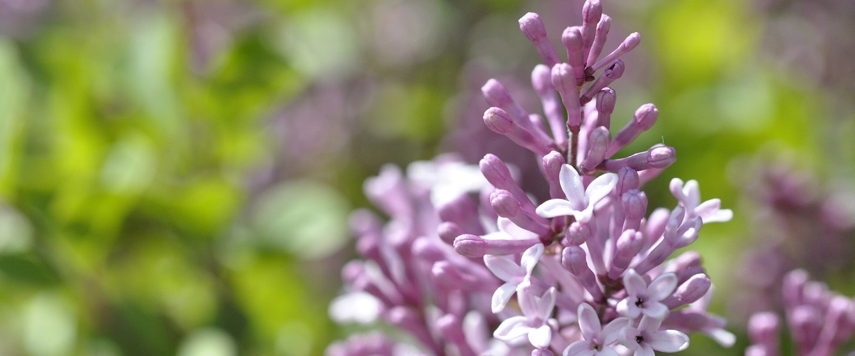 syringa josikaea (šeřík karpatský)